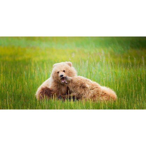 Bear Life VIII White Modern Wood Framed Art Print by PHBurchett