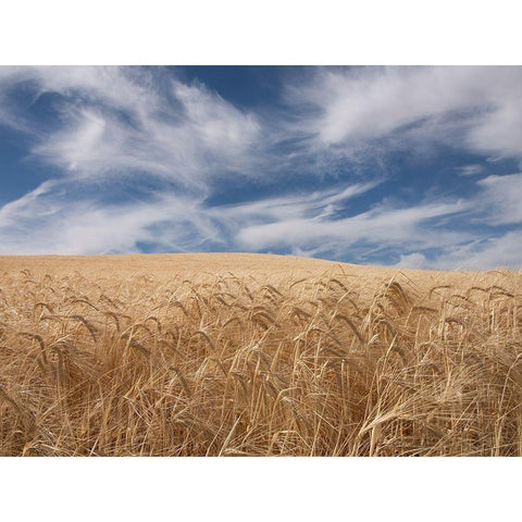 Farm and Field II White Modern Wood Framed Art Print by PHBurchett