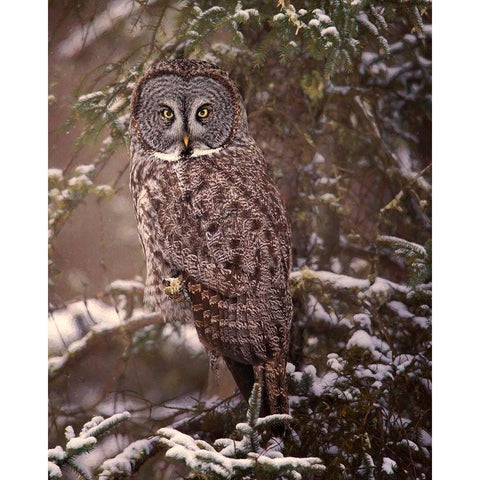 Owl in the Snow I Gold Ornate Wood Framed Art Print with Double Matting by PHBurchett