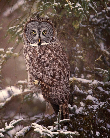 Owl in the Snow I Black Ornate Wood Framed Art Print with Double Matting by PHBurchett