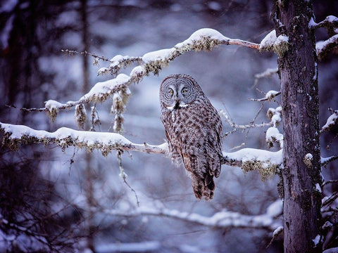 Owl in the Snow II Black Ornate Wood Framed Art Print with Double Matting by PHBurchett