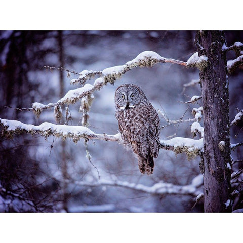 Owl in the Snow II White Modern Wood Framed Art Print by PHBurchett