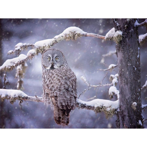 Owl in the Snow III Black Modern Wood Framed Art Print with Double Matting by PHBurchett