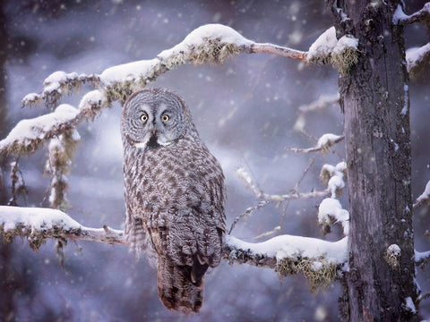 Owl in the Snow III Black Ornate Wood Framed Art Print with Double Matting by PHBurchett