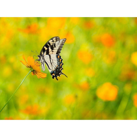 Butterfly Portrait VIII White Modern Wood Framed Art Print by PHBurchett