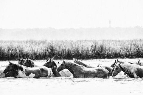 Water Horses III Black Ornate Wood Framed Art Print with Double Matting by PHBurchett