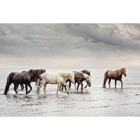 Water Horses IV Black Modern Wood Framed Art Print with Double Matting by PHBurchett