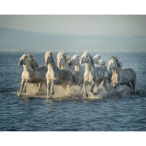 Water Horses VI White Modern Wood Framed Art Print by PHBurchett