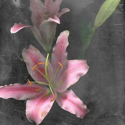 Fleur de Lys I White Modern Wood Framed Art Print by Ludwig, Alicia