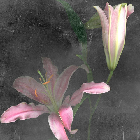 Fleur de Lys II Black Ornate Wood Framed Art Print with Double Matting by Ludwig, Alicia