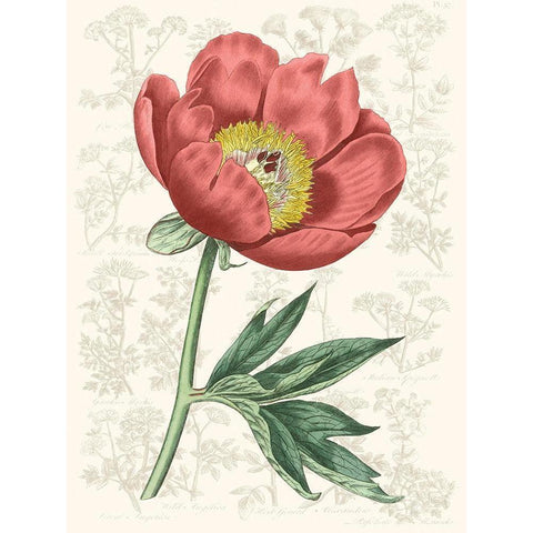 Peony Flower Garden III Gold Ornate Wood Framed Art Print with Double Matting by Vision Studio