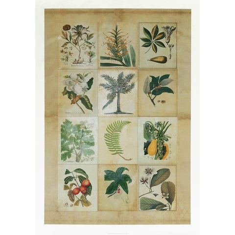 Botanical Sampler I Gold Ornate Wood Framed Art Print with Double Matting by Vision Studio