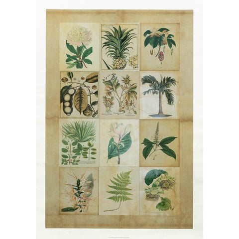 Botanical Sampler II Black Modern Wood Framed Art Print with Double Matting by Vision Studio