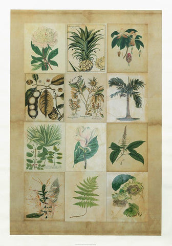 Botanical Sampler II Black Ornate Wood Framed Art Print with Double Matting by Vision Studio