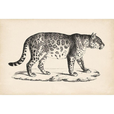 Brodtmann Male Leopard Black Modern Wood Framed Art Print with Double Matting by Brodtmann