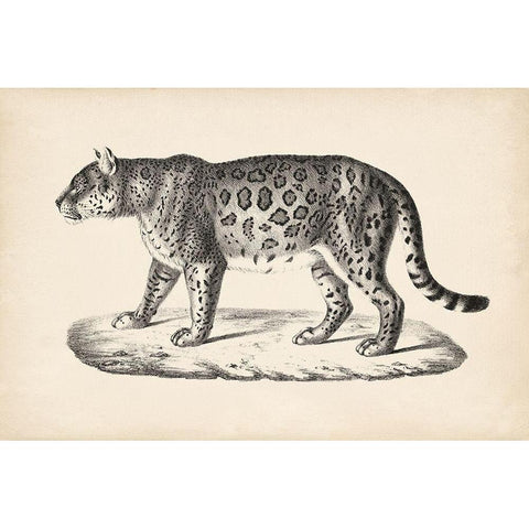 Brodtmann Female Leopard Black Modern Wood Framed Art Print by Brodtmann