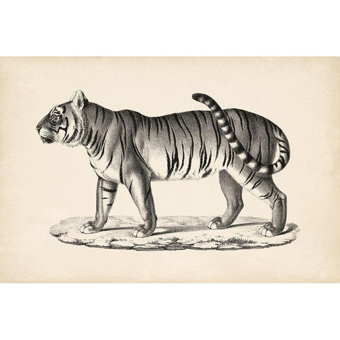 Brodtmann Male Tiger White Modern Wood Framed Art Print by Brodtmann