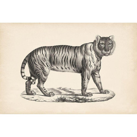 Brodtmann Female Tiger Gold Ornate Wood Framed Art Print with Double Matting by Brodtmann