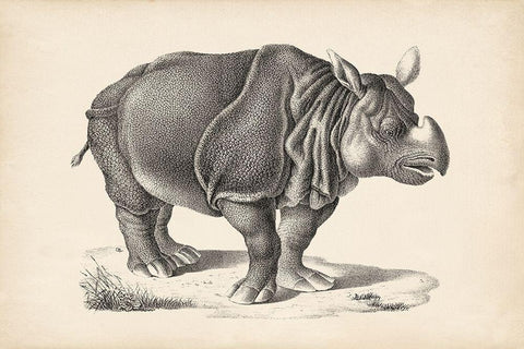 Brodtmann Rhinoceros Black Ornate Wood Framed Art Print with Double Matting by Brodtmann