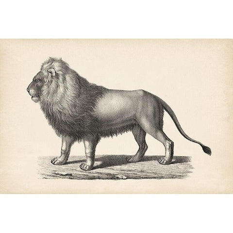 Brodtmann Lion Black Modern Wood Framed Art Print with Double Matting by Brodtmann