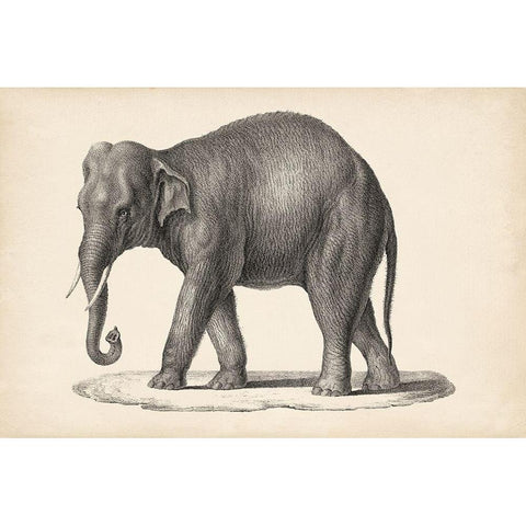 Brodtmann Elephant Black Modern Wood Framed Art Print by Brodtmann