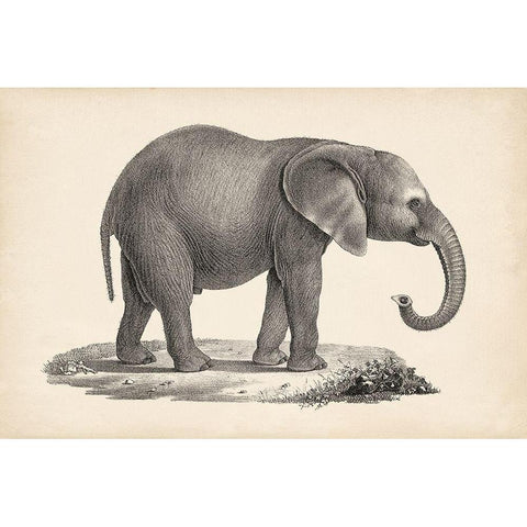 Brodtmann Young Elephant White Modern Wood Framed Art Print by Brodtmann