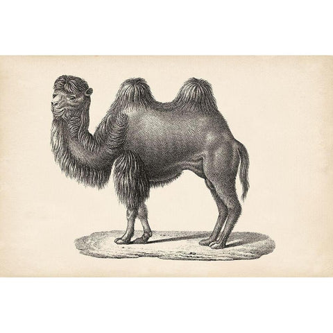 Brodtmann Camel Black Modern Wood Framed Art Print by Brodtmann