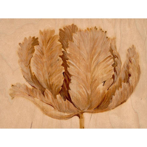 Sepia Tulip on Birch II White Modern Wood Framed Art Print by OToole, Tim