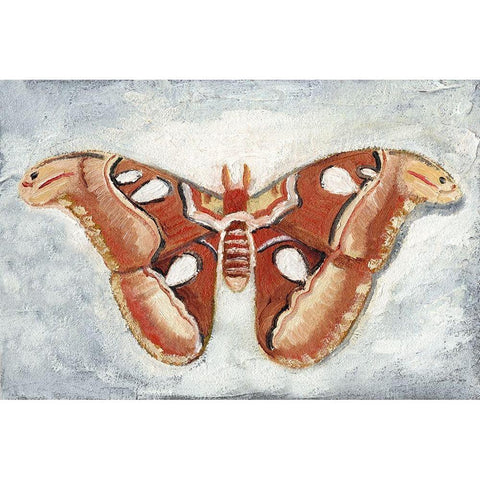 Papillon de Nuit I Gold Ornate Wood Framed Art Print with Double Matting by Ludwig, Alicia