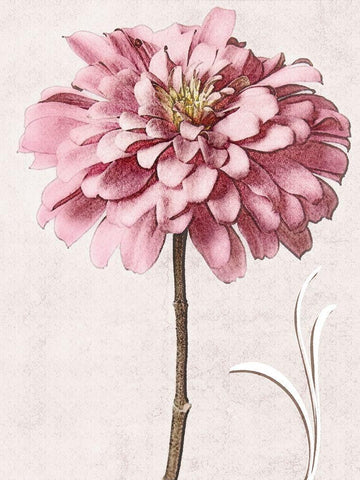 Pink Zinnia II Black Ornate Wood Framed Art Print with Double Matting by Zalewski, Christine