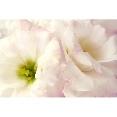 Pink Blossoms I Black Modern Wood Framed Art Print with Double Matting by Zalewski, Christine