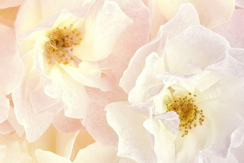 Pink Blossoms II White Modern Wood Framed Art Print with Double Matting by Zalewski, Christine