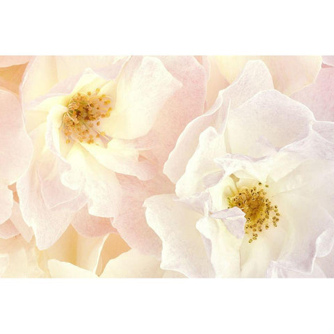 Pink Blossoms II Black Modern Wood Framed Art Print by Zalewski, Christine