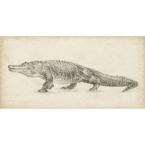 Alligator Sketch White Modern Wood Framed Art Print by Harper, Ethan