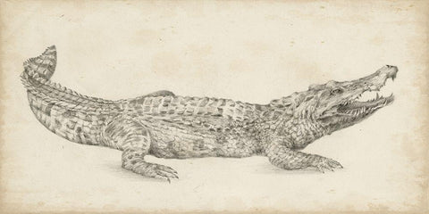 Crocodile Sketch White Modern Wood Framed Art Print with Double Matting by Harper, Ethan