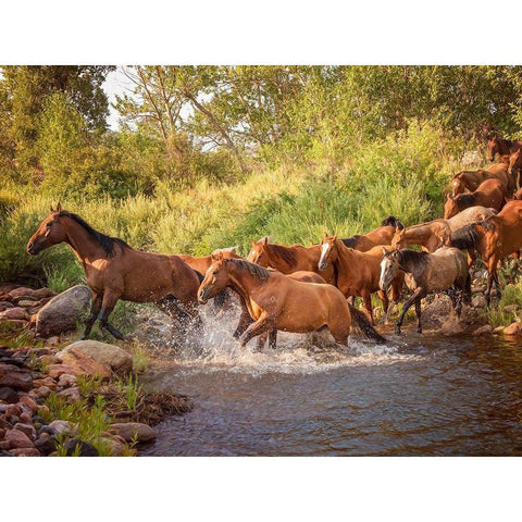 River Horses II White Modern Wood Framed Art Print by PHBurchett