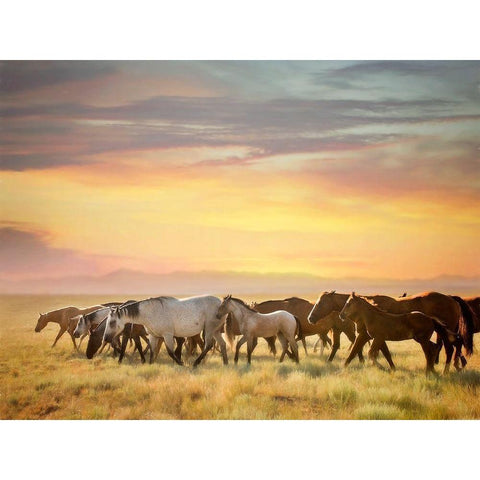 Sunkissed Horses I White Modern Wood Framed Art Print by PHBurchett