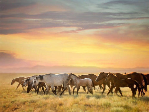 Sunkissed Horses I White Modern Wood Framed Art Print with Double Matting by PHBurchett