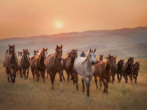 Sunkissed Horses II White Modern Wood Framed Art Print with Double Matting by PHBurchett