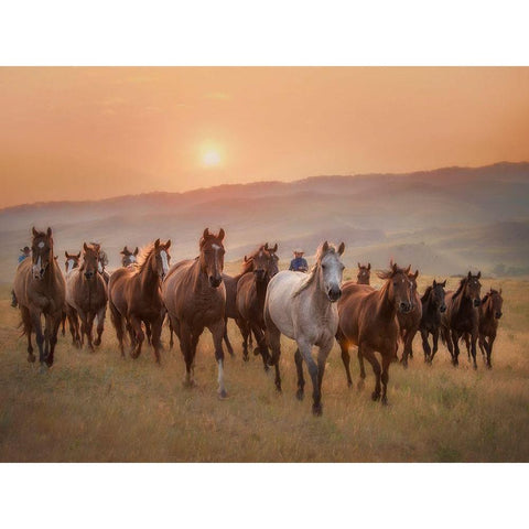 Sunkissed Horses II White Modern Wood Framed Art Print by PHBurchett