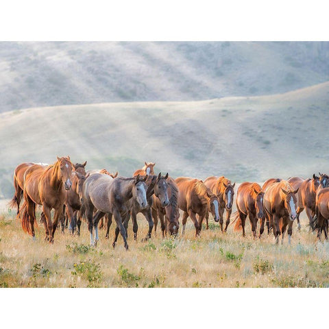 Sunkissed Horses III Black Modern Wood Framed Art Print by PHBurchett