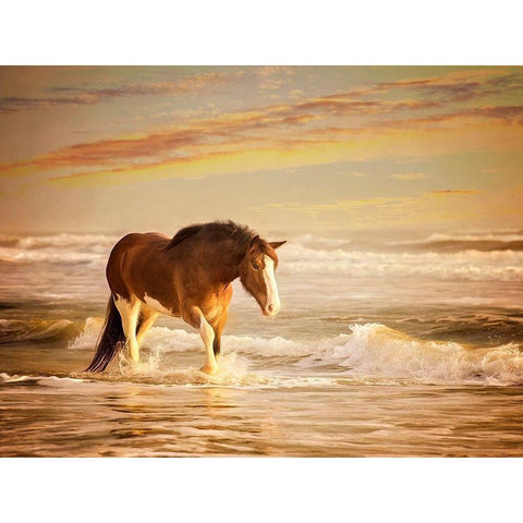 Sunkissed Horses V White Modern Wood Framed Art Print by PHBurchett