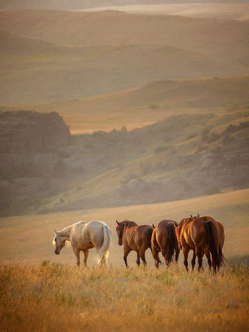 Sunkissed Horses VI White Modern Wood Framed Art Print with Double Matting by PHBurchett