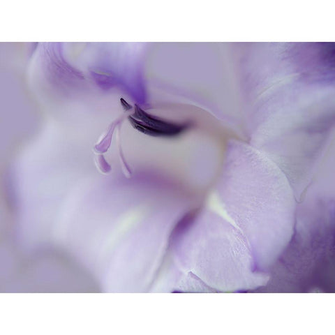 A Gift in Purple I Black Modern Wood Framed Art Print with Double Matting by Hunt, Gillian