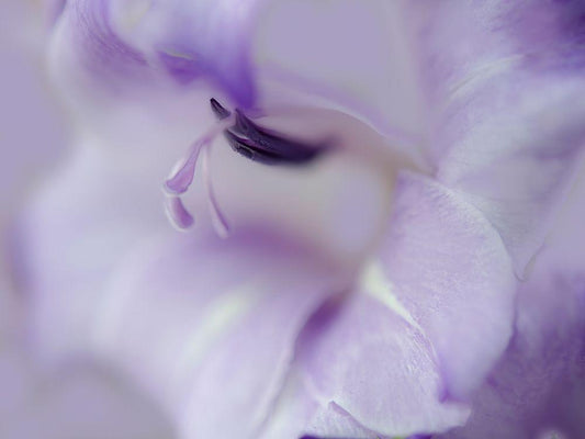 Image Only