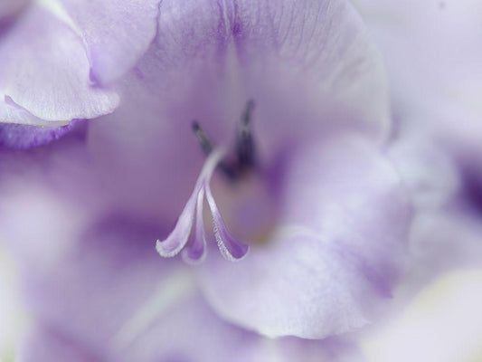 Image Only