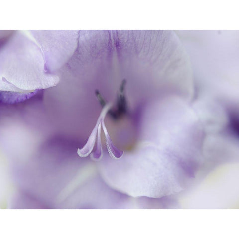 A Gift in Purple II Black Modern Wood Framed Art Print by Hunt, Gillian