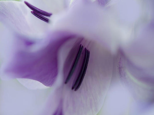 Image Only