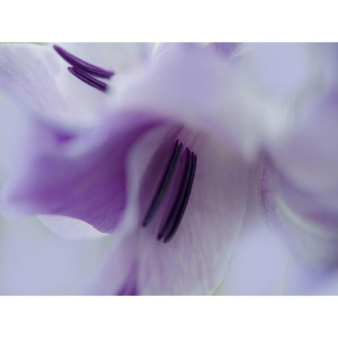 A Gift in Purple III White Modern Wood Framed Art Print by Hunt, Gillian