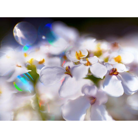 Jewels of the Enchanted Forest I Gold Ornate Wood Framed Art Print with Double Matting by Hunt, Gillian